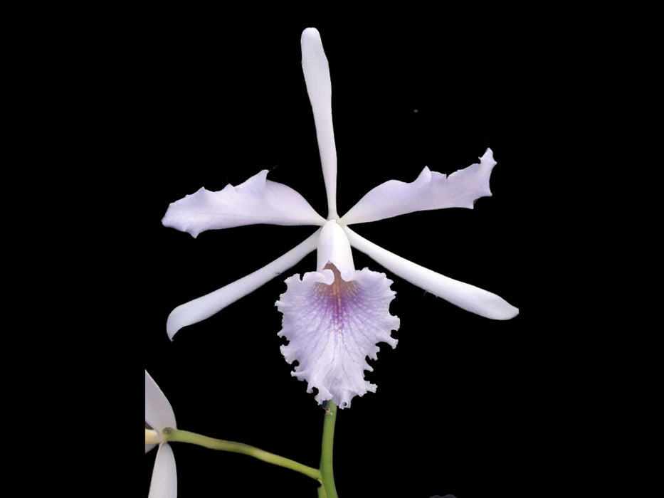 Cattleya Sapphirata f. coerulea 'Hector'