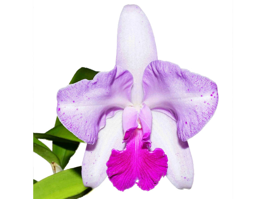 Cattleya Schroeder's Lilac