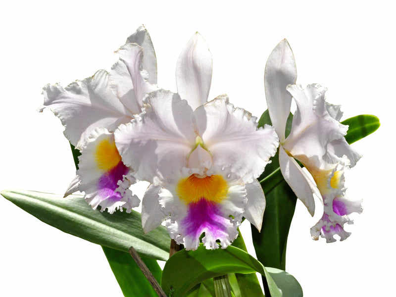 Cattleya Sierra Blanca 'Mount Whitney' Am.aos
