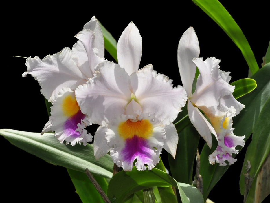 Cattleya Sierra Blanca 'Mount Whitney' Am.aos