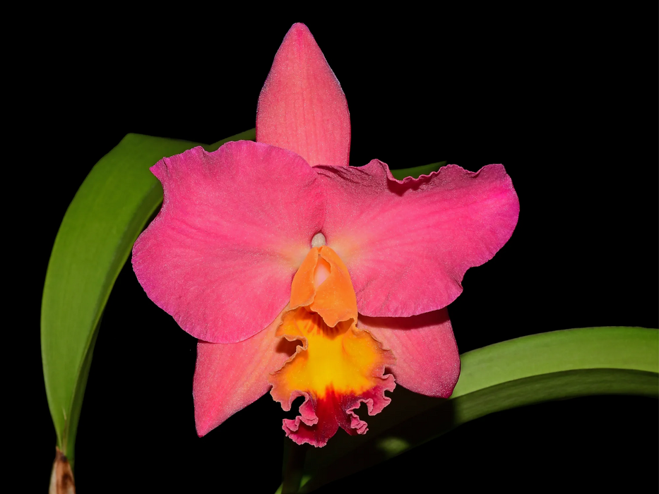 Cattleya Smile Again Hawaii