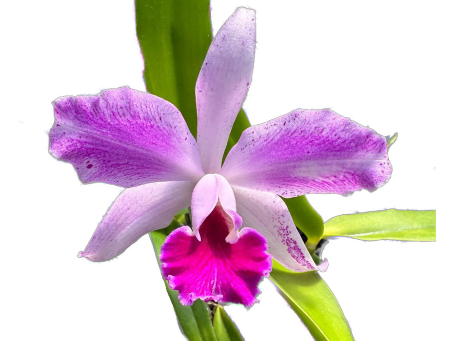 Cattleya Super Andes