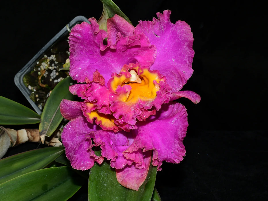 Cattleya Tainan City 'General' x Blc. Pamela Hetherington