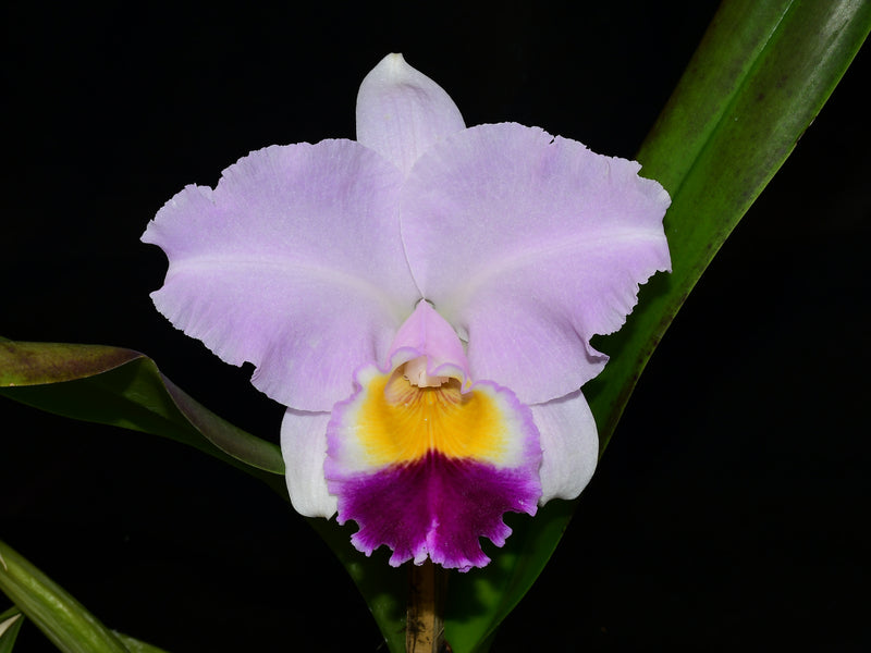 Cattleya Tambellini