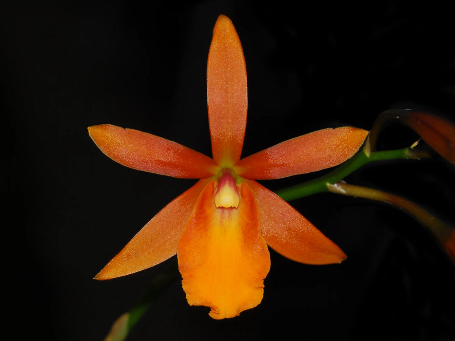 Cattleya Thailandia Orange