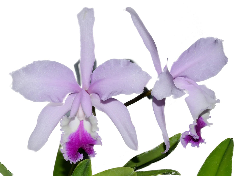 Cattleya Thayeriana