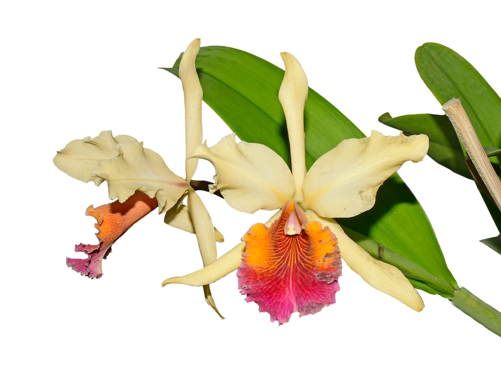 Cattleya Triumphans – Hybrid Cattleya Orchid (C. rex × C. dowiana