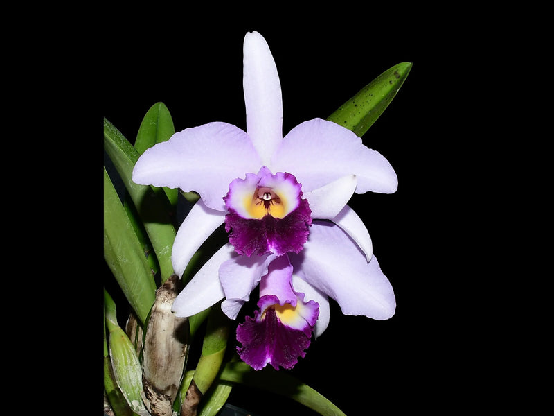 Cattleya Tydea f. coerulea