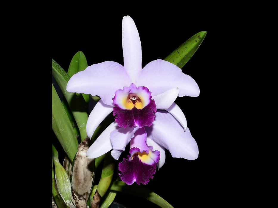 Cattleya Tydea coerulea Mc-435