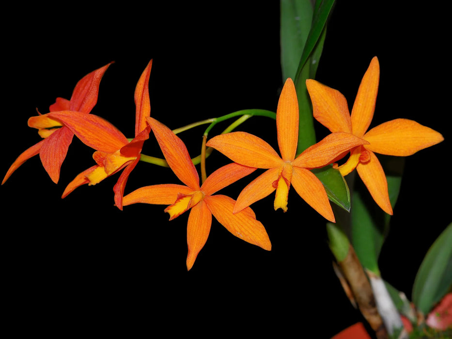 Cattleya Valda (1901)