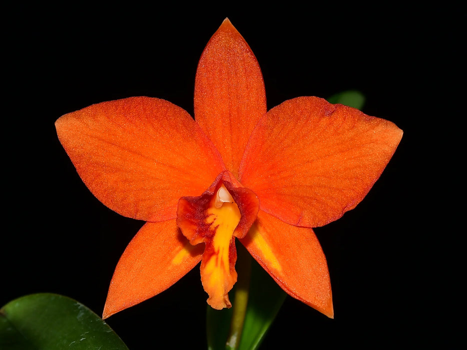 Cattleya Valda (1901) 'Pepe'