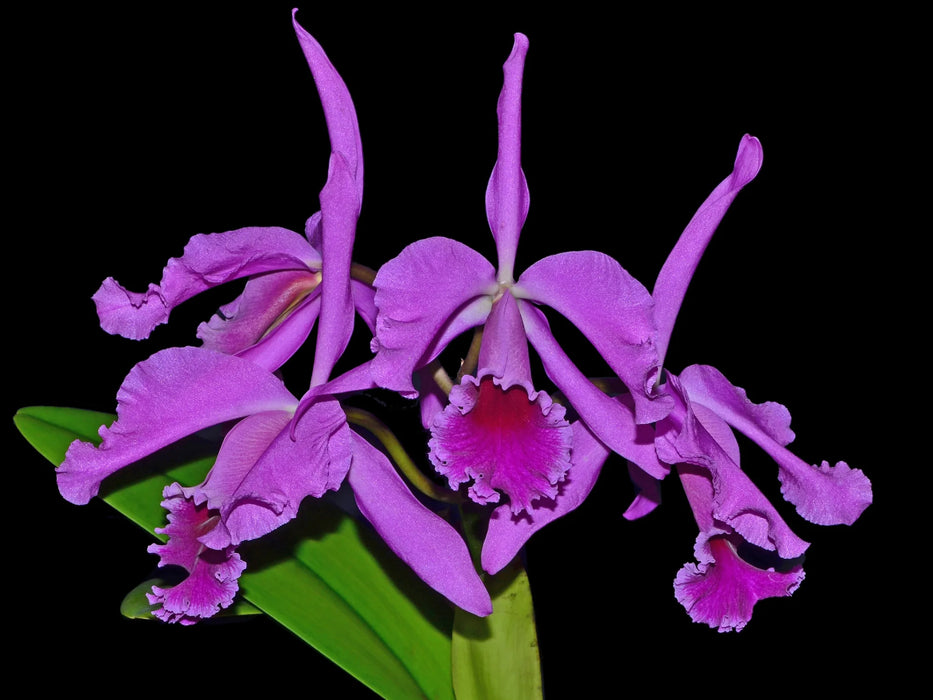 Cattleya Vestalis