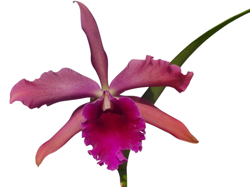 Cattleya Marianne Haeck