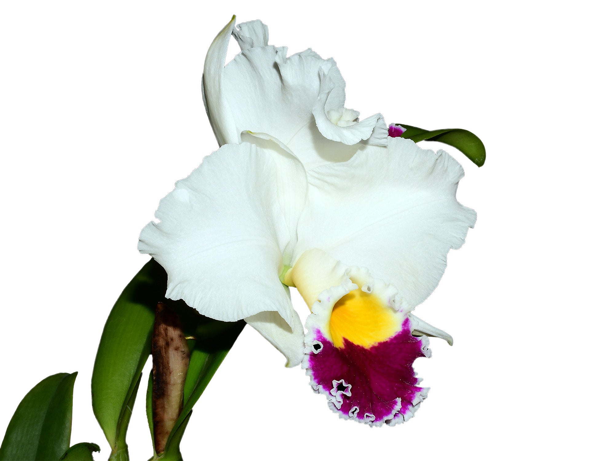 cattleya orchid plants for sale Cattleya Village Chief Augment — Ecuagenera Orquídeas del Ecuador