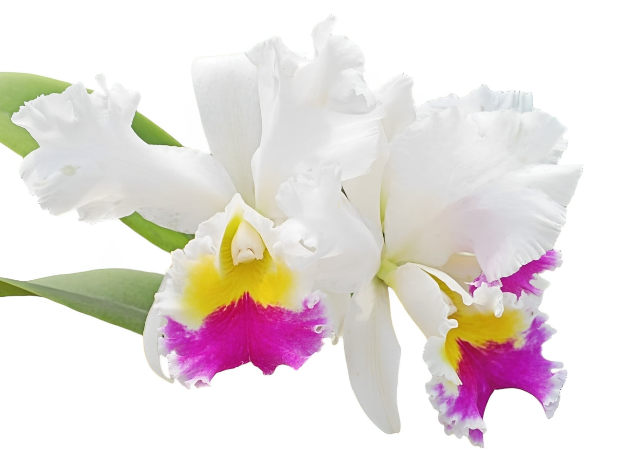 Cattleya Virgen Del Cajas X Blc. Mildred x Blc. Chyong Guu Swan