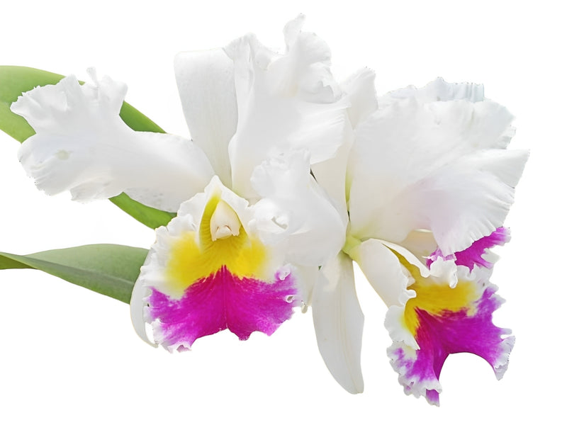 Cattleya Virgen Del Cajas X Blc. Mildred x Blc. Chyong Guu Swan