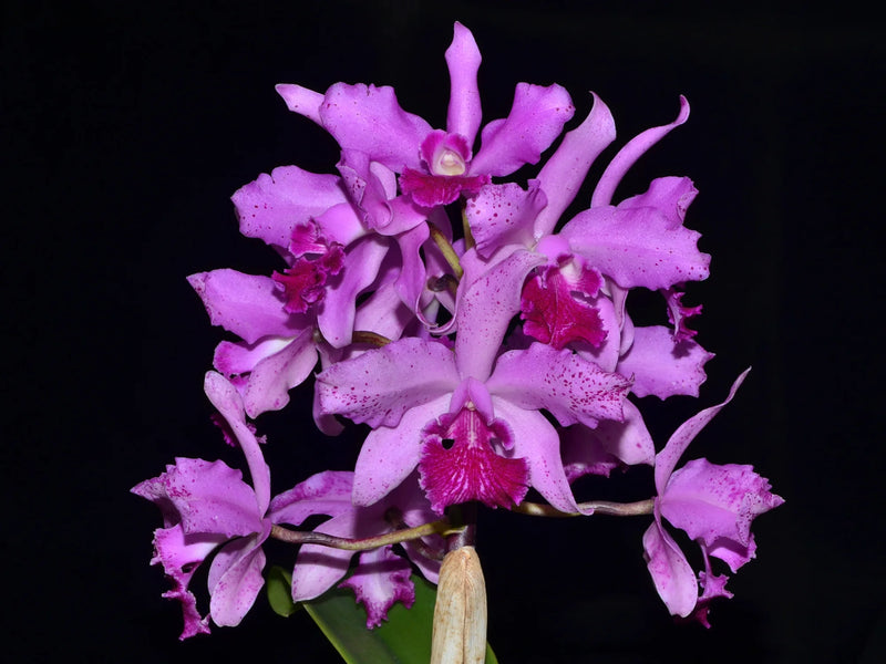 Cattleya Virgen de Guadalupe