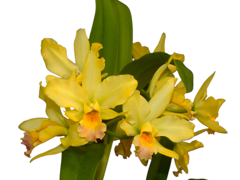 Cattleya Virgen de Guadalupe x Potinara Elegant Baricer Rouge h00158