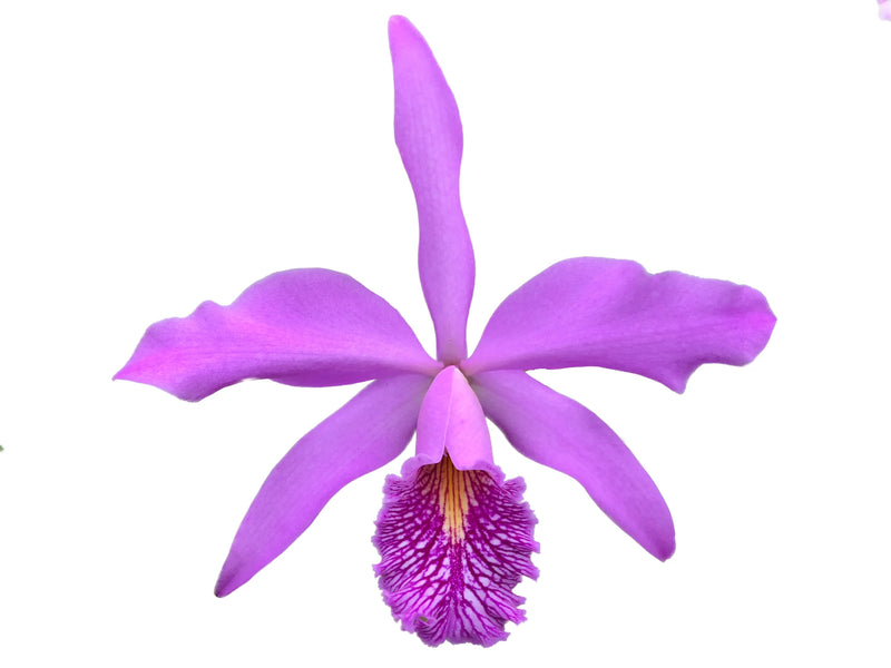 Cattleya Walter Wolff