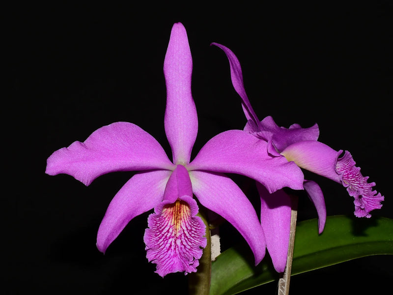 Cattleya Walter Wolff