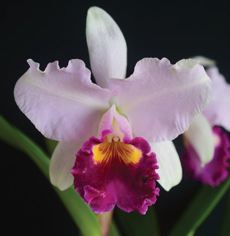 Cattleya White Sky