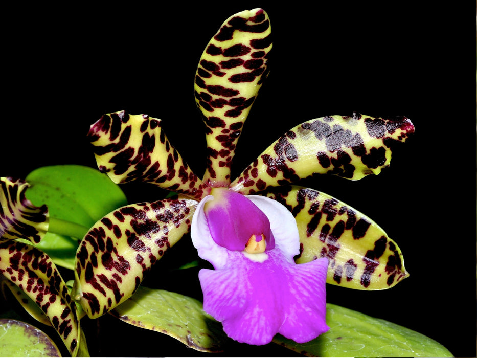 Cattleya aclandiae