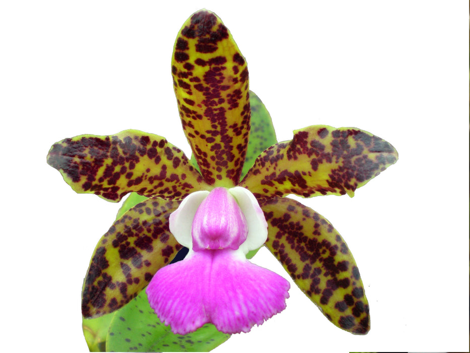 Cattleya aclandiae