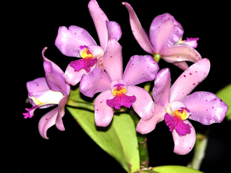Cattleya amethystoglossa