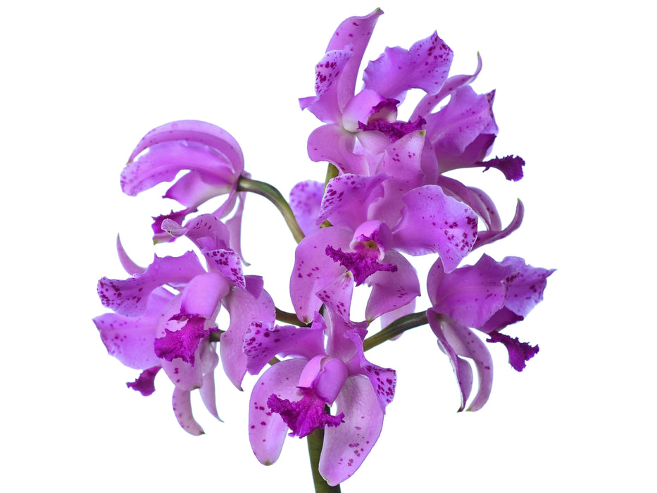 Cattleya amethystoglossa