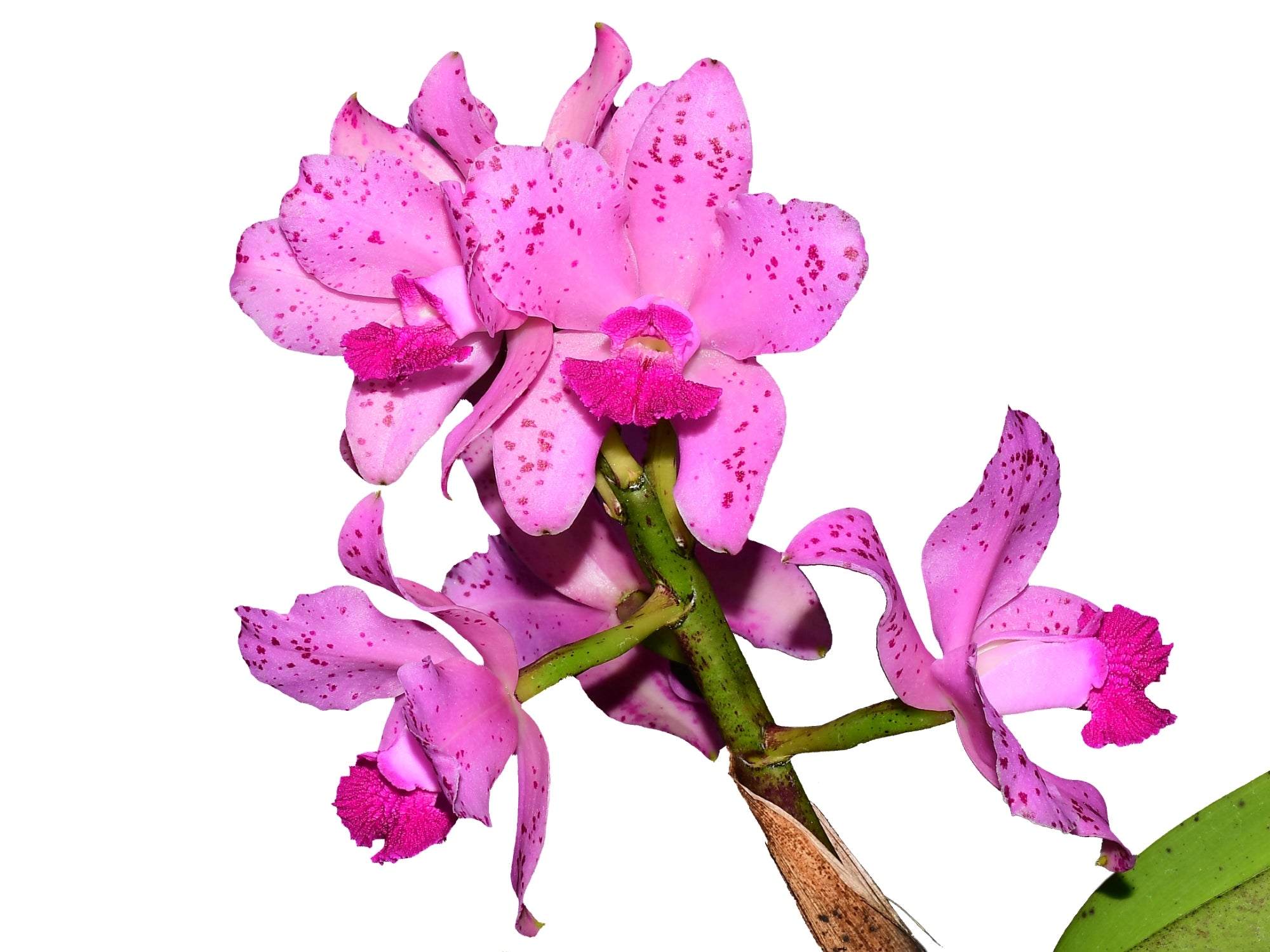 Cattleya amethystoglossa 'Pink' x 'Big' - Select Breeding