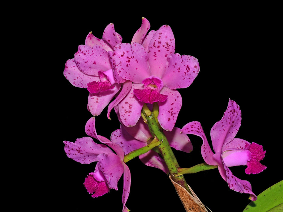 Cattleya amethystoglossa Pink x Big