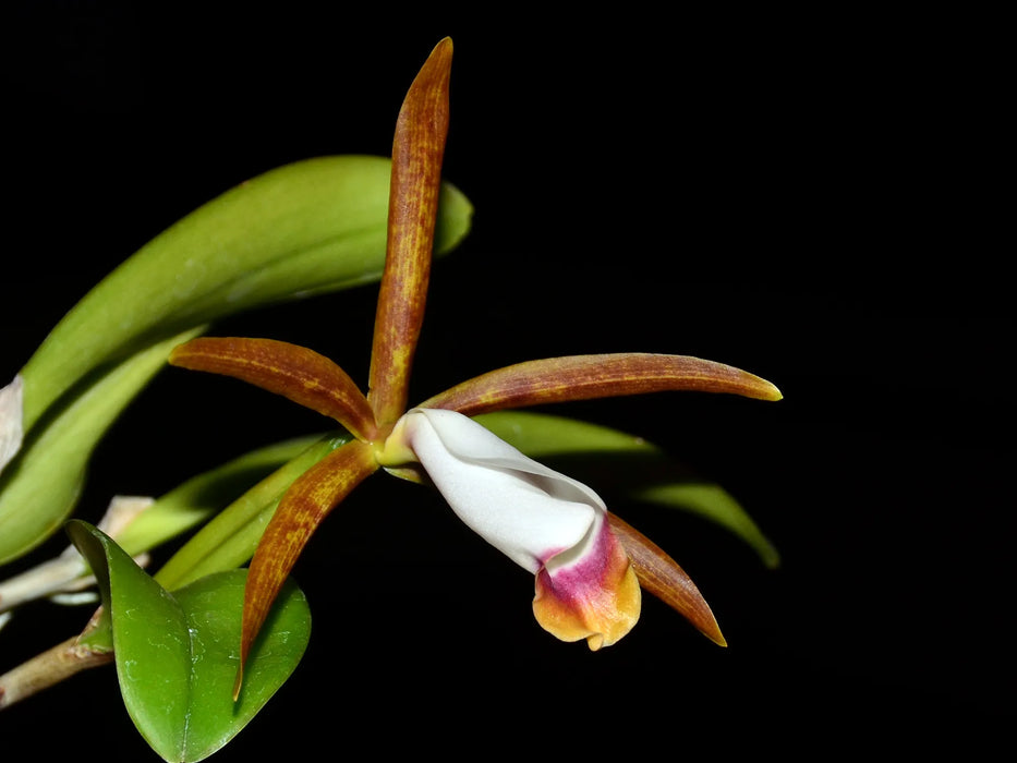 Cattleya araguaiensis