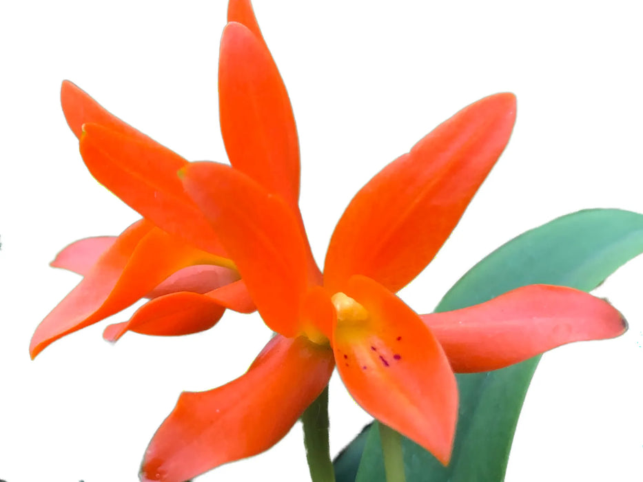 Cattleya aurantiaca 'Ecuagenera'