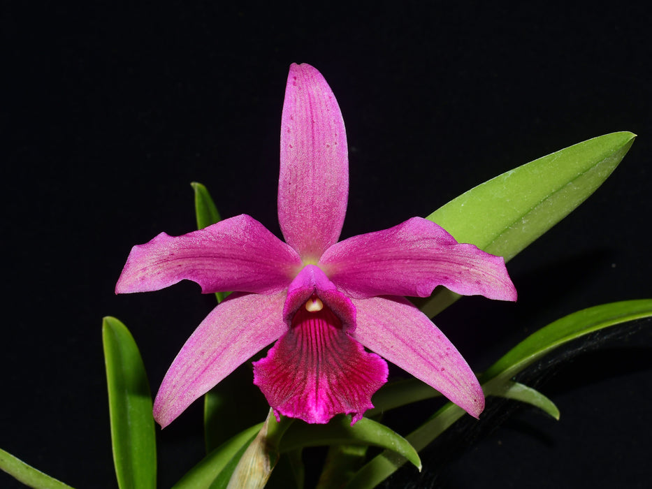 Cattleya bicalhoi