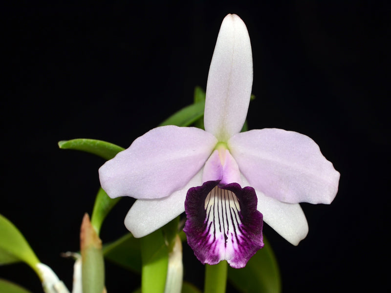 Cattleya bicalhoi f. coerulea