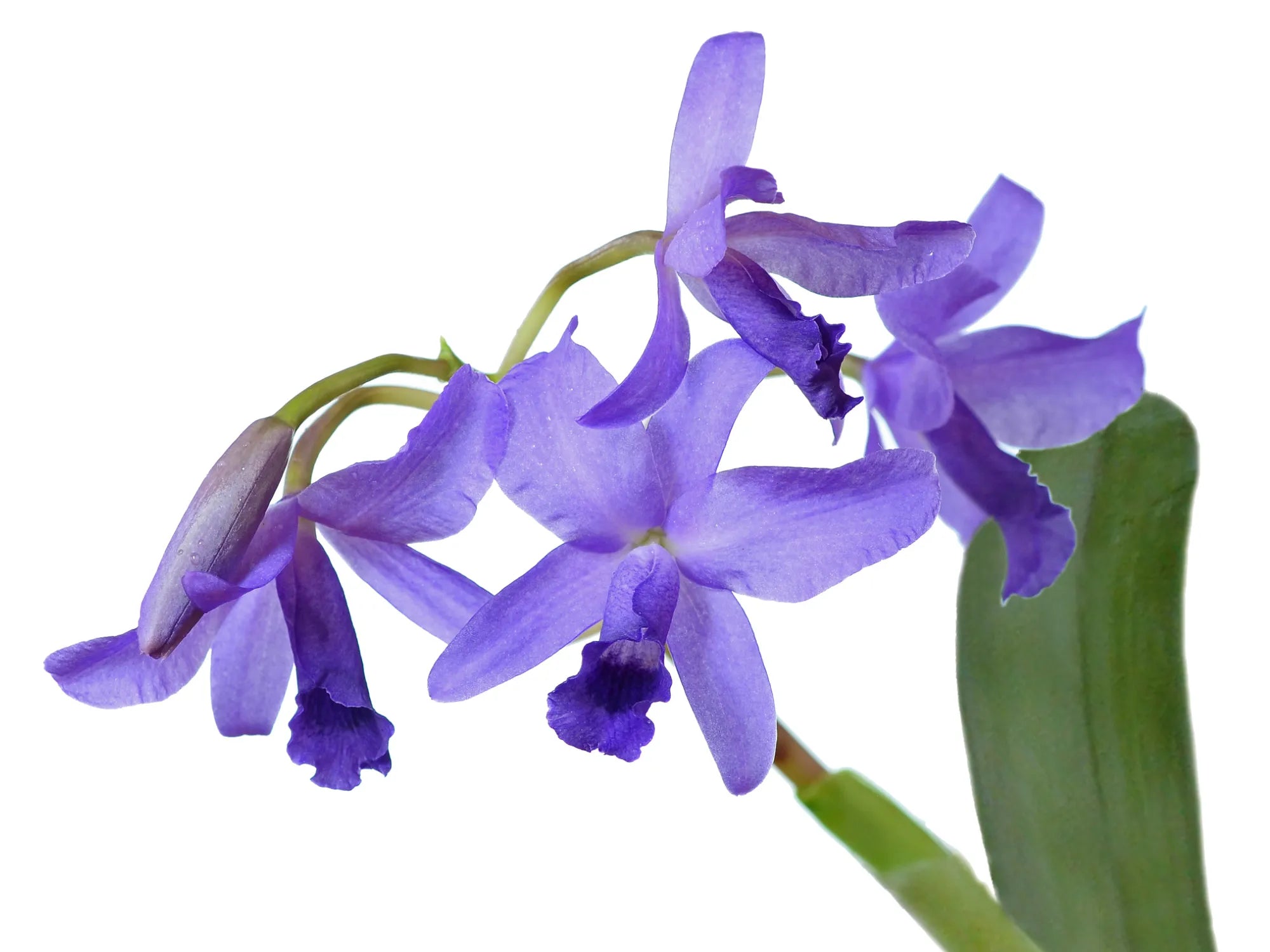Guarianthe bowringiana f. coerulea