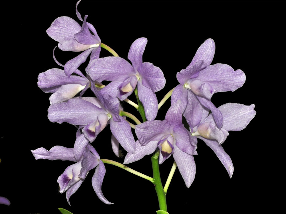 Cattleya bowringiana f. coerulea