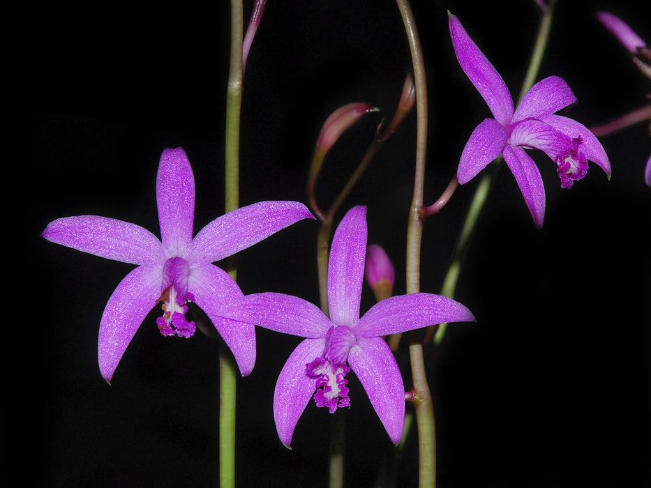 Cattleya caulescens