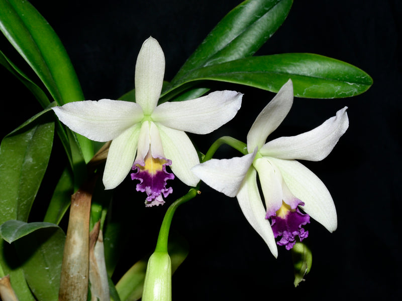 Cattleya caulescens f. coerulea
