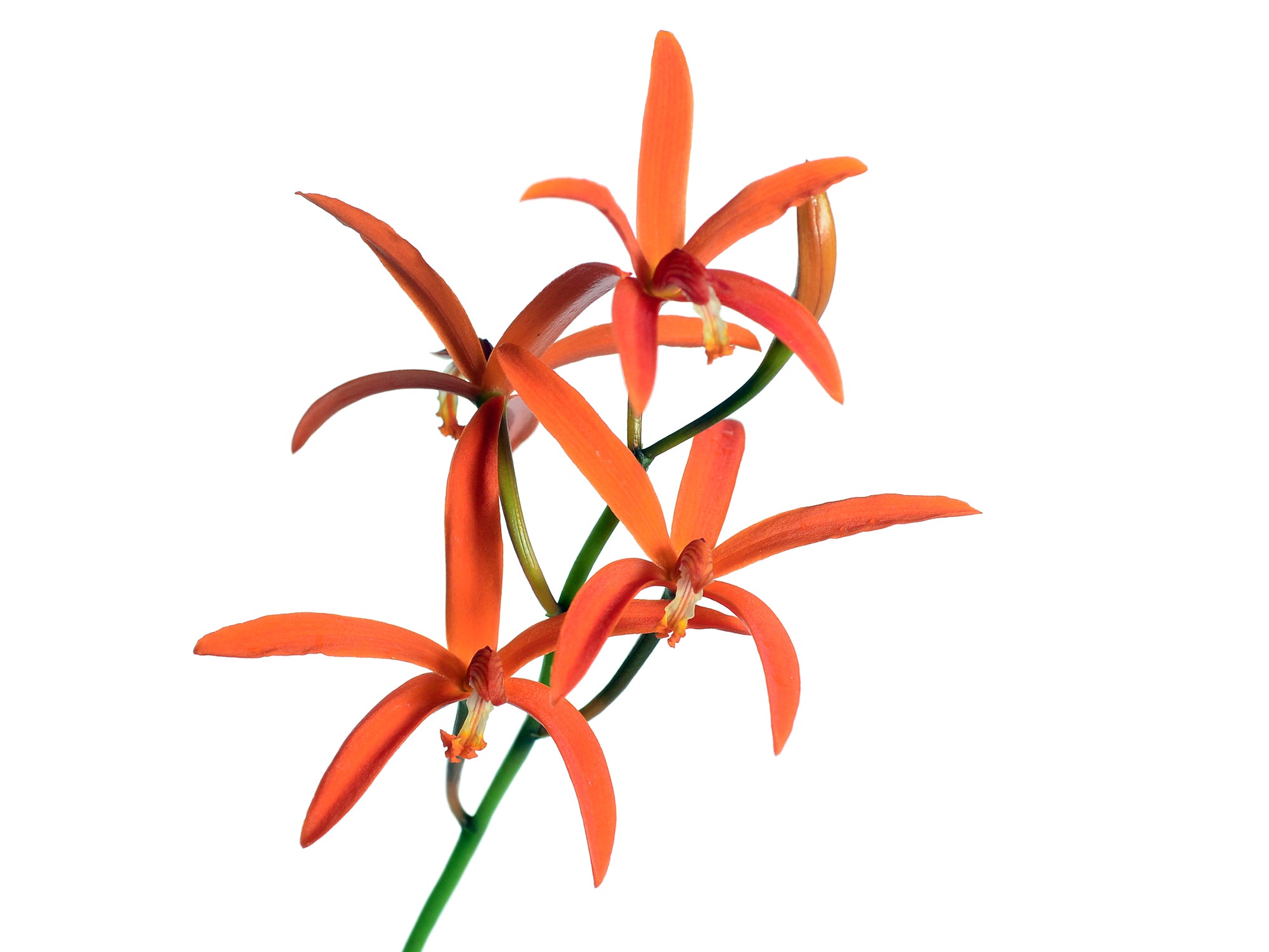Cattleya cinnabarina