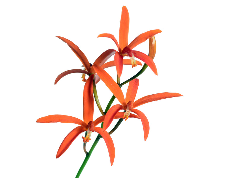 Cattleya cinnabarina