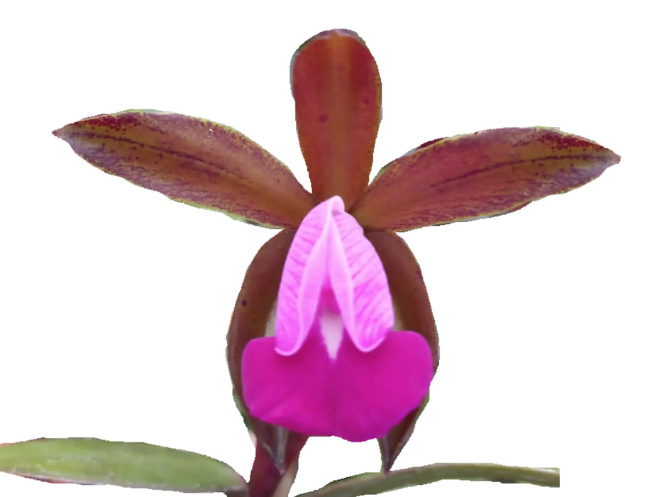 Cattleya dormaniana