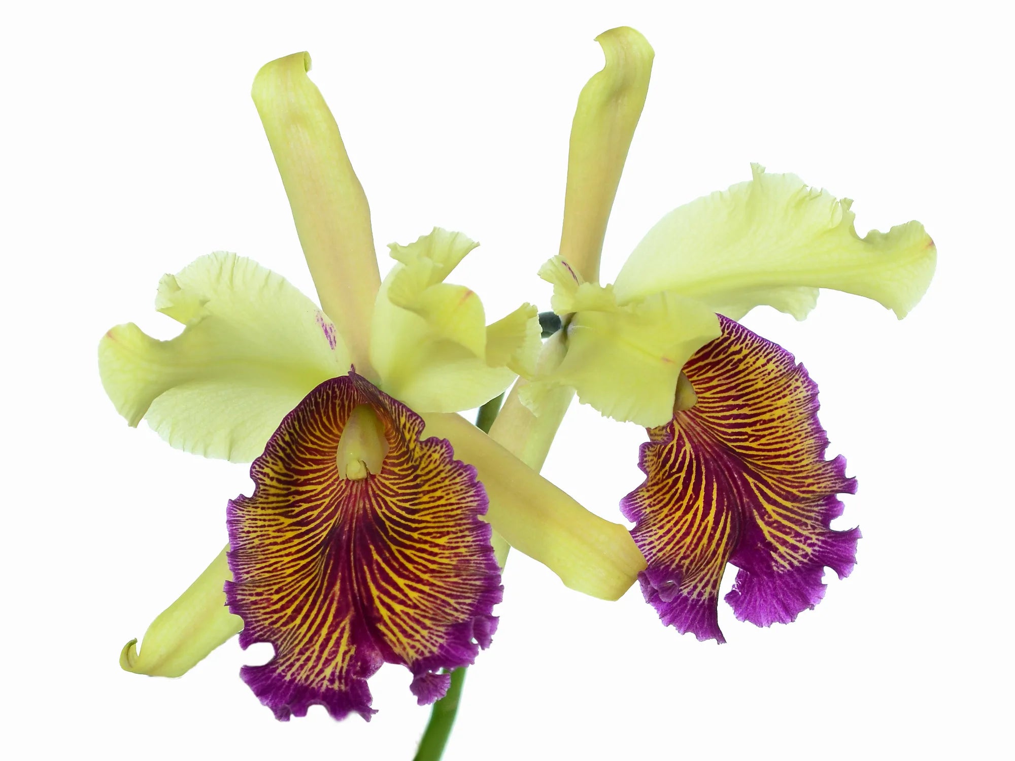 洋蘭原種 (114) C. dowiana var. aurea (Sib) カトレア ドーウィアナ