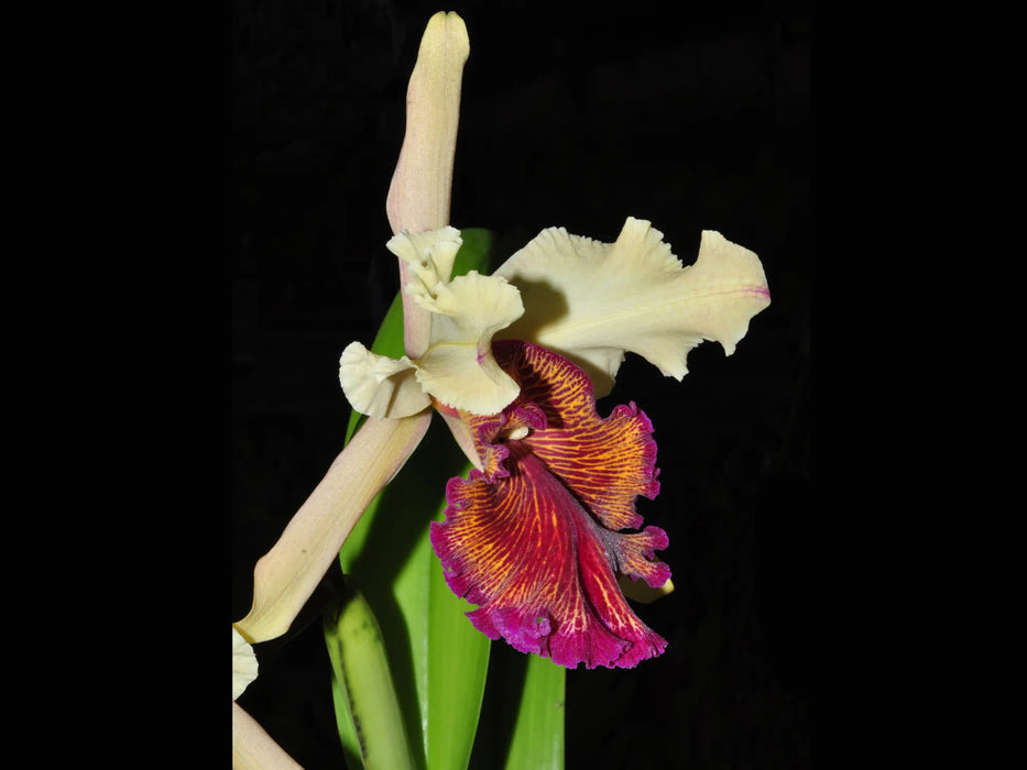 Cattleya dowiana