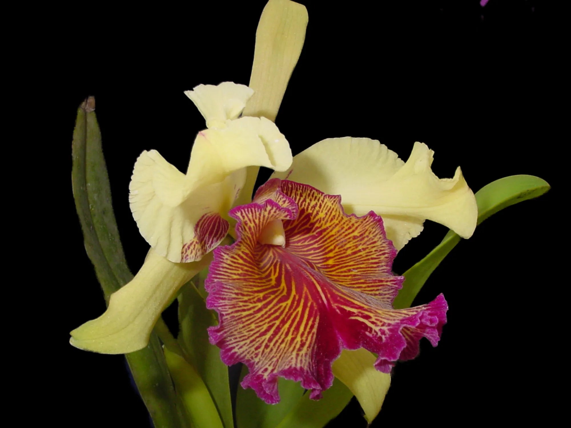 洋蘭 原種 カトレア C. dowiana 'Tiger' x self 【公式通販】