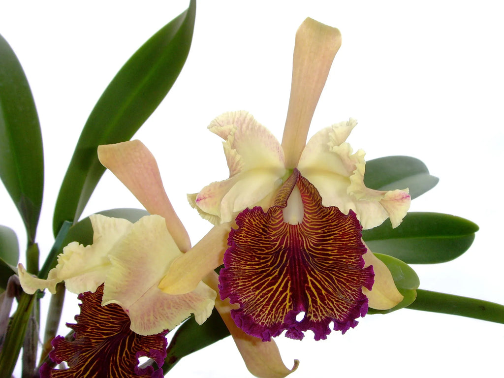 c.dowiana aurea purple lip Cattleya dowiana v seedlings | Oksana Oksana Meet Cattleya dowiana aurea 