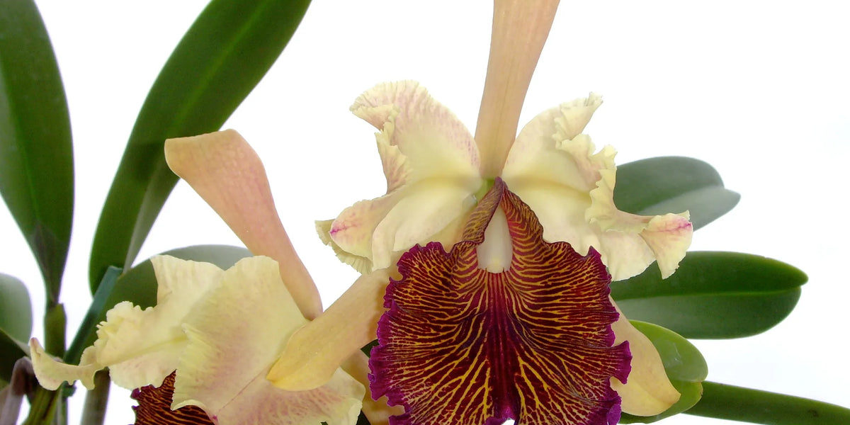 Cattleya dowiana aurea — Ecuagenera Orquídeas del Ecuador
