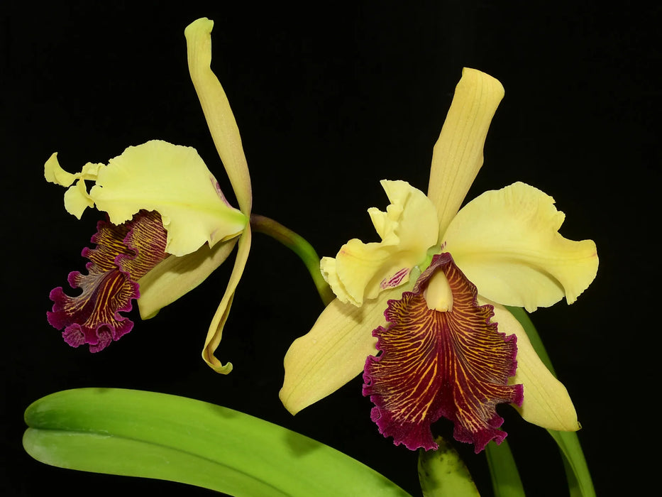 Cattleya dowiana dark lip