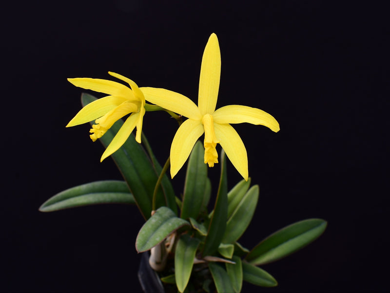 Cattleya flavasulina