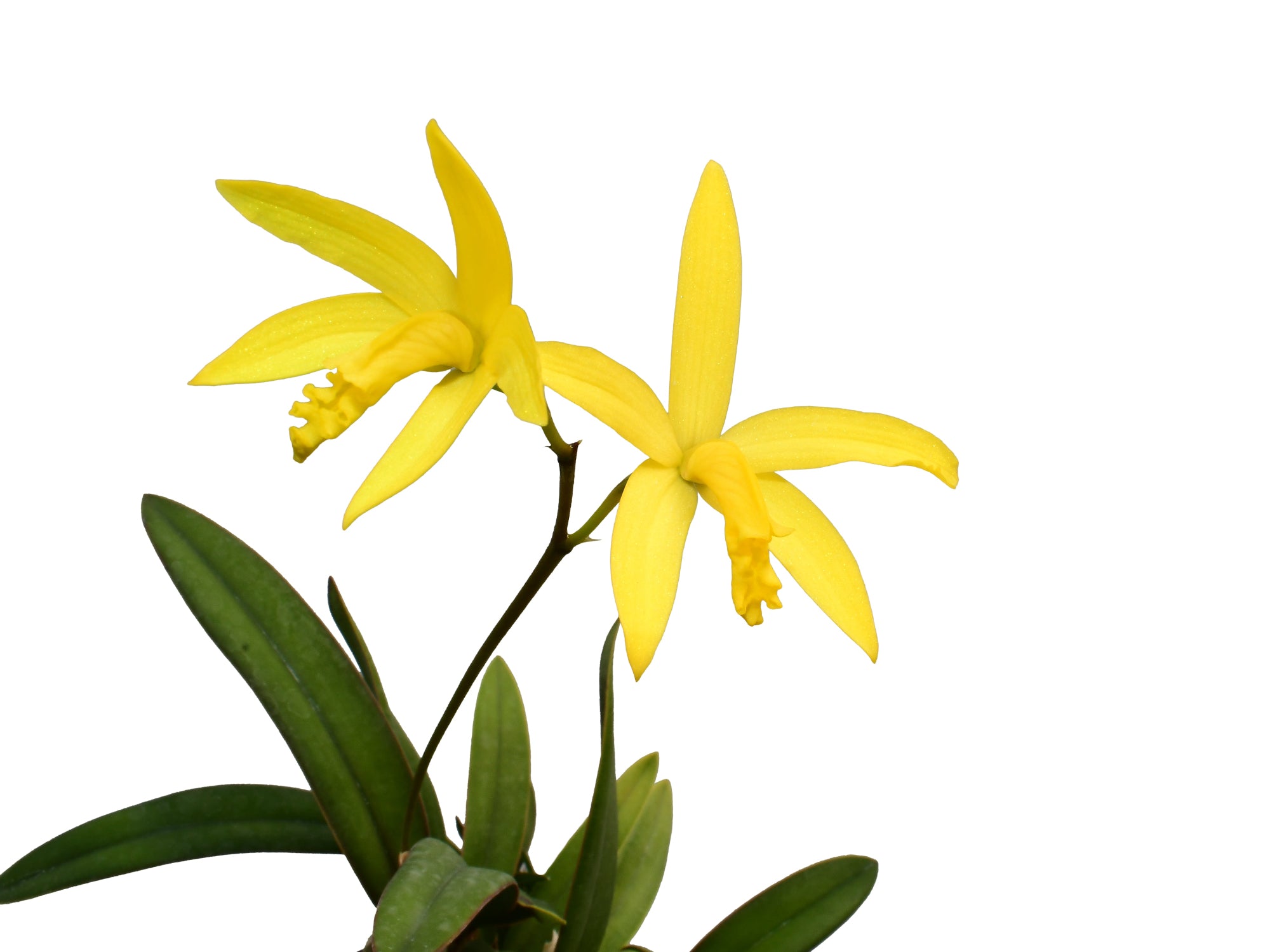 Cattleya flavasulina — Ecuagenera Orquídeas del Ecuador